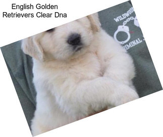 English Golden Retrievers Clear Dna