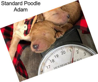 Standard Poodle Adam