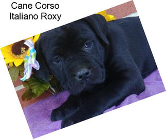 Cane Corso Italiano Roxy