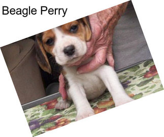 Beagle Perry