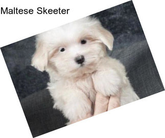 Maltese Skeeter