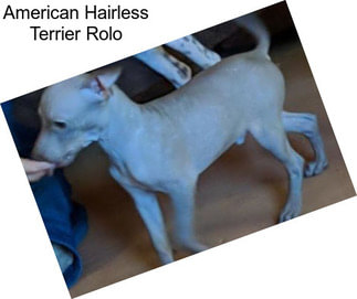 American Hairless Terrier Rolo