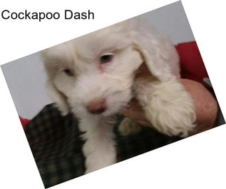 Cockapoo Dash