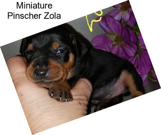 Miniature Pinscher Zola