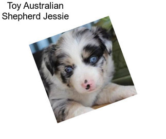 Toy Australian Shepherd Jessie