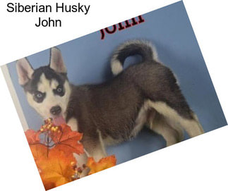 Siberian Husky John