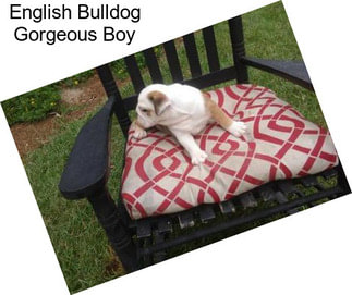 English Bulldog Gorgeous Boy