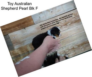 Toy Australian Shepherd Pearl Blk F