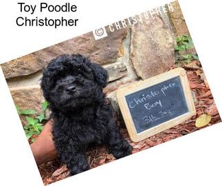 Toy Poodle Christopher