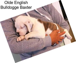 Olde English Bulldogge Baxter