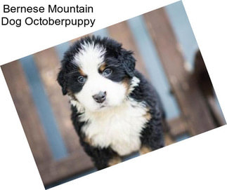 Bernese Mountain Dog Octoberpuppy