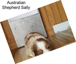 Australian Shepherd Sally