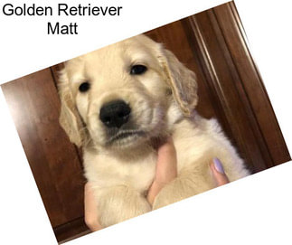 Golden Retriever Matt