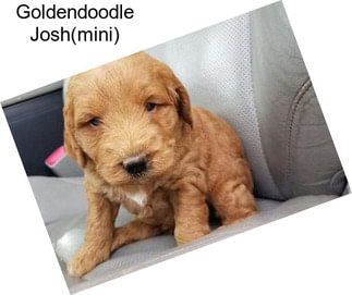 Goldendoodle Josh(mini)