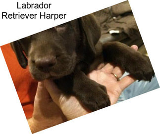 Labrador Retriever Harper