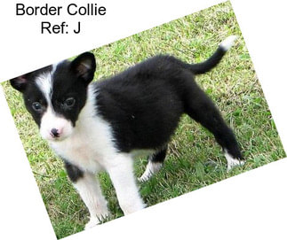 Border Collie Ref: J