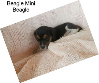 Beagle Mini Beagle