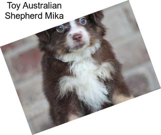 Toy Australian Shepherd Mika