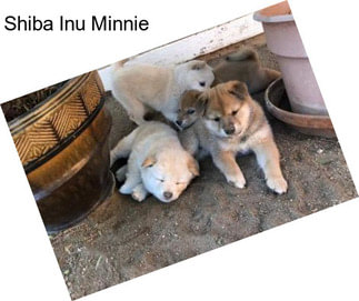 Shiba Inu Minnie