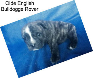 Olde English Bulldogge Rover