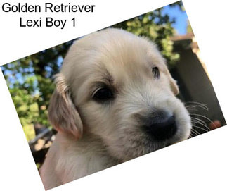 Golden Retriever Lexi Boy 1