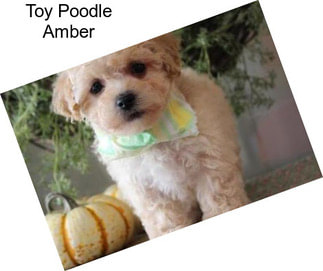 Toy Poodle Amber