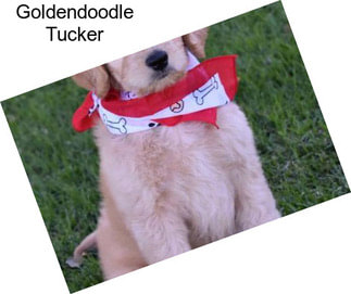 Goldendoodle Tucker