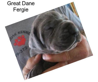 Great Dane Fergie