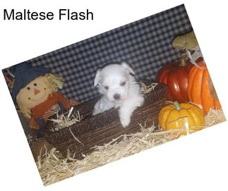 Maltese Flash