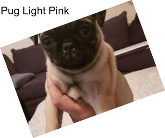 Pug Light Pink