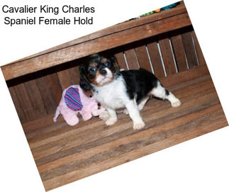 Cavalier King Charles Spaniel Female Hold