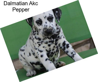 Dalmatian Akc Pepper