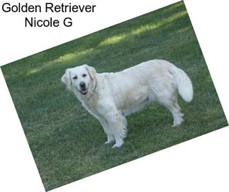 Golden Retriever Nicole G