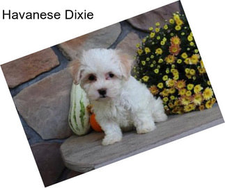 Havanese Dixie