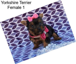 Yorkshire Terrier Female 1