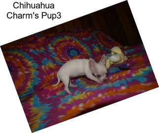 Chihuahua Charm\'s Pup3