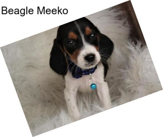 Beagle Meeko
