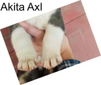 Akita Axl