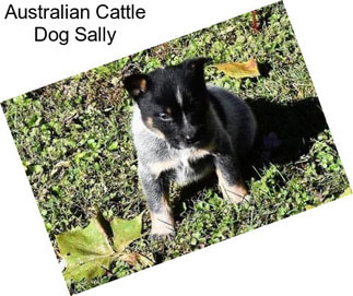 Australian Cattle Dog Sally