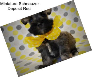 Miniature Schnauzer Deposit Rec\'