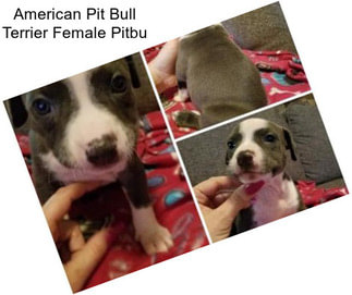 American Pit Bull Terrier Female Pitbu