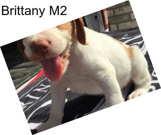 Brittany M2