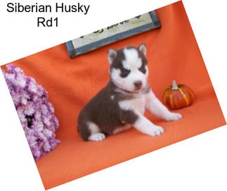 Siberian Husky Rd1