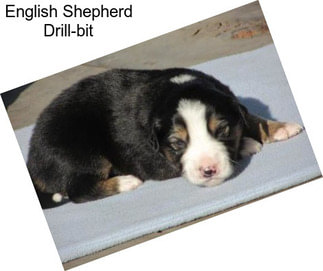 English Shepherd Drill-bit