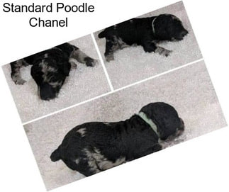 Standard Poodle Chanel