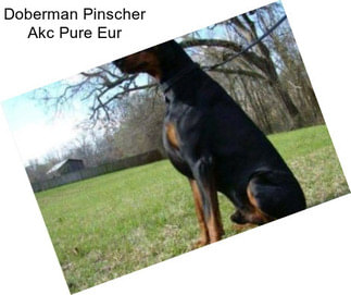 Doberman Pinscher Akc Pure Eur