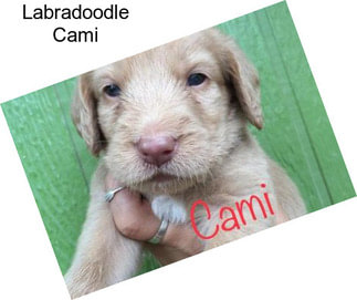 Labradoodle Cami