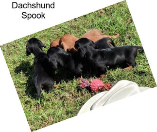 Dachshund Spook