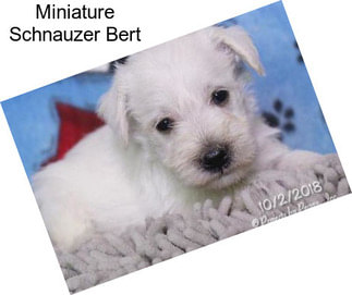 Miniature Schnauzer Bert