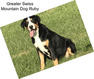 Greater Swiss Mountain Dog Ruby